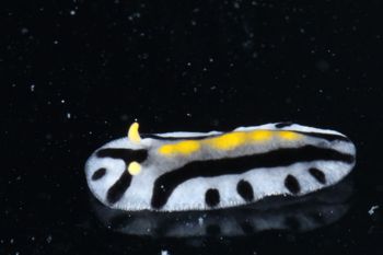 Media type: image;   Malacology 393807 Description: live specimen;